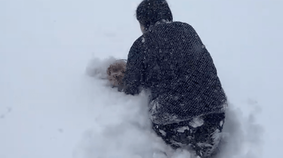 主人想要试试外面的雪有多厚，直接将狗狗扔了出去！狗：怎么回事