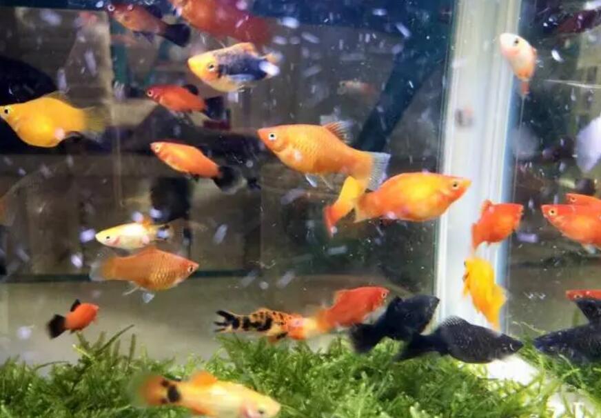 水族宠物有哪些