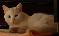 最近猫突然跑床底下睡