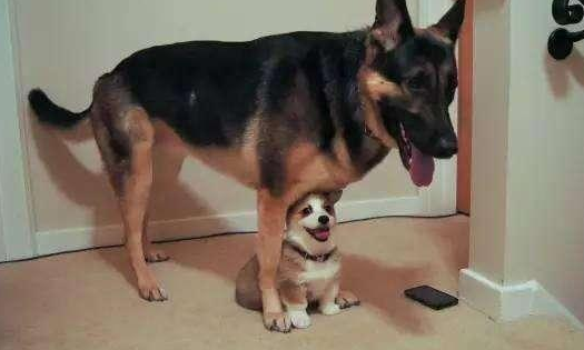 柯基也能当警犬？俄罗斯唯一一只警犬“退休”，网友：心都化了
