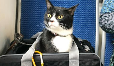 奶牛猫陪着主人环球旅行，主人默默背着猫砂，网友：别人家的猫