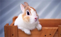 兔子耳朵发热是怎么回事