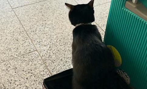 奶牛猫陪着主人环球旅行，主人默默背着猫砂，网友：别人家的猫