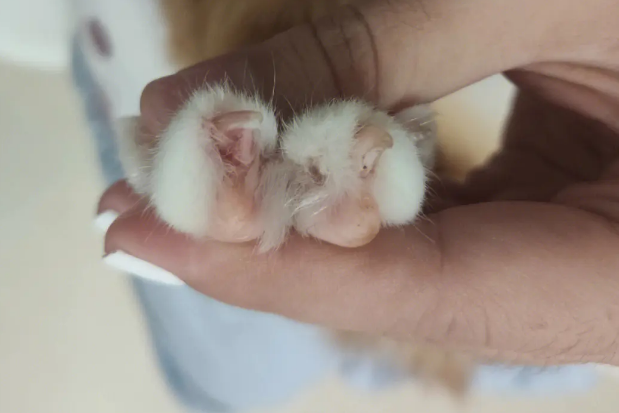 指甲猫多少钱一只幼崽 指甲猫多少钱一只幼崽