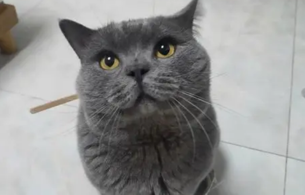 蓝猫怎么看纯不纯