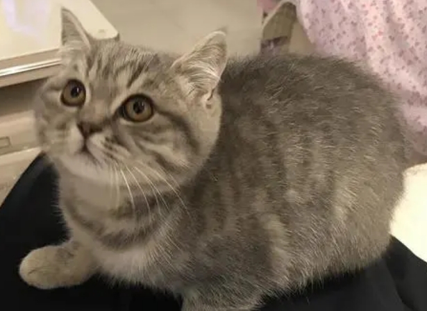 蓝猫和美短的串串图片