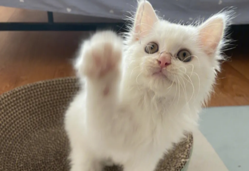 有哪些养猫必须知道的冷知识? 有哪些养猫必须知道的冷知识?