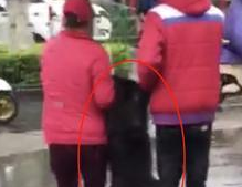 出门遛狗碰上下雨,主人直接把狗抬回去,狗子:放开,我还能浪! 出门遛狗碰上下雨,主人直接把狗抬回去,狗子:放开,我还能浪!