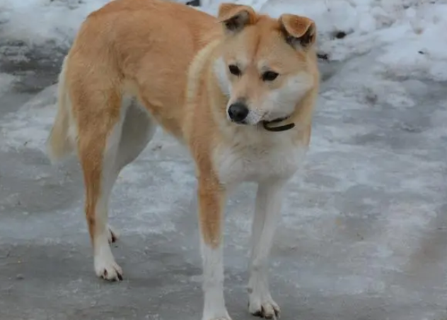 中华田园犬长不大的品种