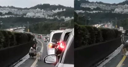 流浪狗误闯马路，好心人停车救狗狗，后面一排车静静等待获赞