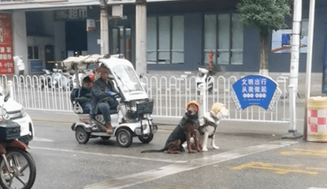 两只狗戴着安全帽等红绿灯，拉着车子载着大爷，帅气又很危险啊！