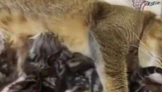 猫妈把小猫叼给铲屎官，对着铲屎官指手画脚，总感觉哪里不太对