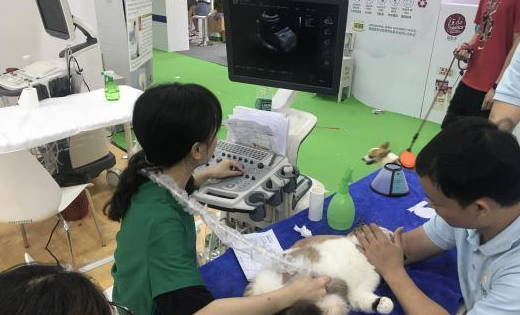 从“附属品”转向“陪伴者” “宠物经济”持续升温 从“附属品”转向“陪伴者” “宠物经济”持续升温
