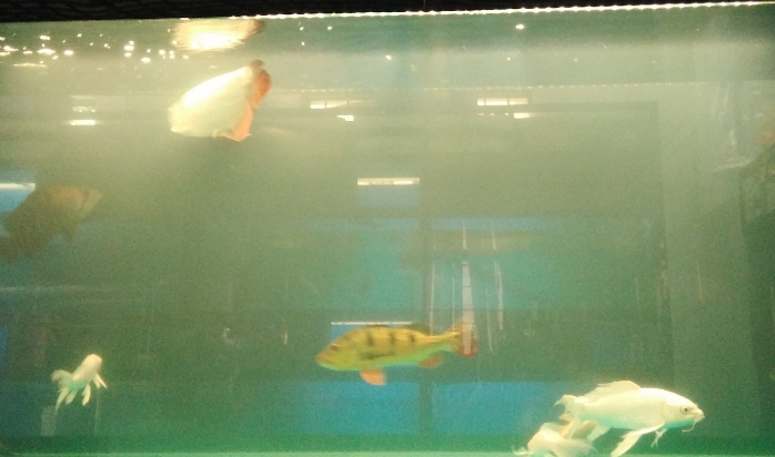 鱼食浑水的解决办法 鱼食浑水的解决办法