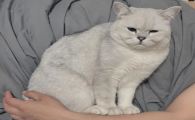 自来猫到底是招财还是来灾