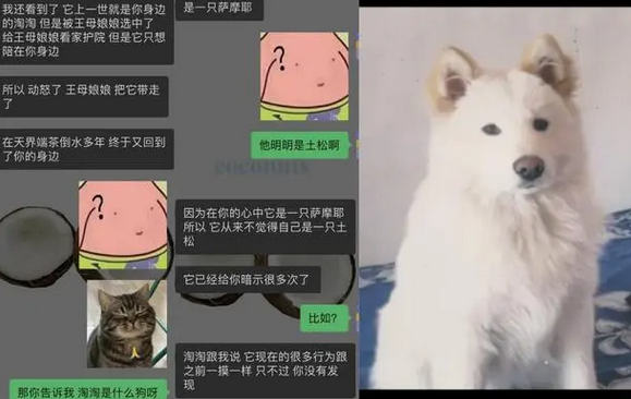 “猫希望我生孩子？”一小时收费超千元的宠物沟通师靠谱吗？