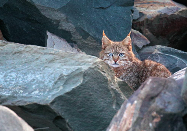四川黑水发现“草猞猁”,耳朵长有天线,冬季会进村盗食家禽 四川黑水发现“草猞猁”,耳朵长有天线,冬季会进村盗食家禽