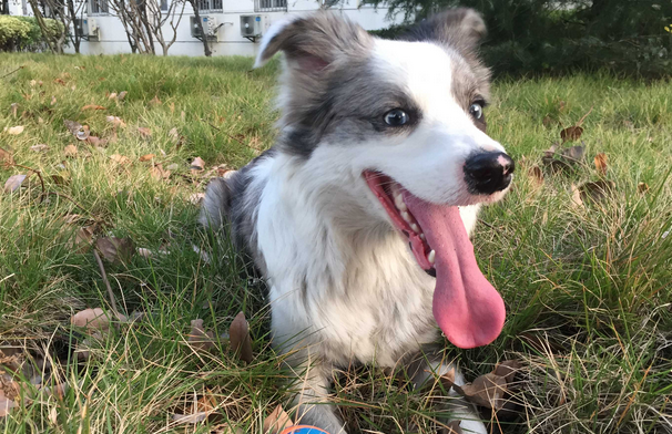 陨石边牧犬多少钱一只幼崽 陨石边牧犬多少钱一只幼崽