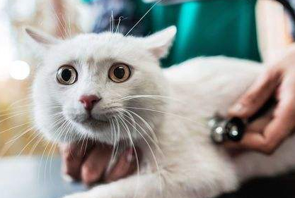 猫主子不肯乖乖吃药急坏铲屎官，掌握这些方法铲屎官就不用愁了