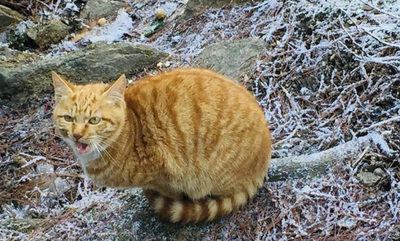 冬季黄山之行,遇见呆萌的橘猫和可爱的中华田园犬 冬季黄山之行,遇见呆萌的橘猫和可爱的中华田园犬