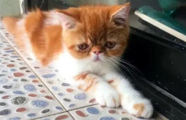 加菲猫什么颜色最贵