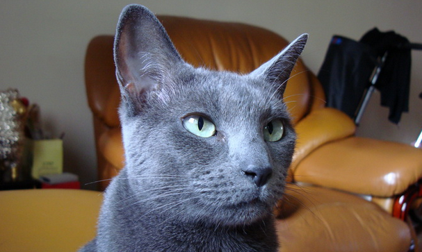 俄罗斯蓝猫的优缺点 图片 俄罗斯蓝猫的优缺点 图片