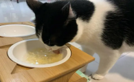 经常给猫喝这几种水相当于慢性自杀