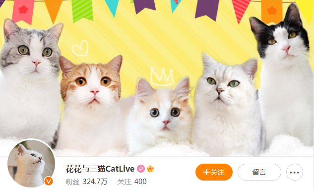 花花与三猫最近怎么了