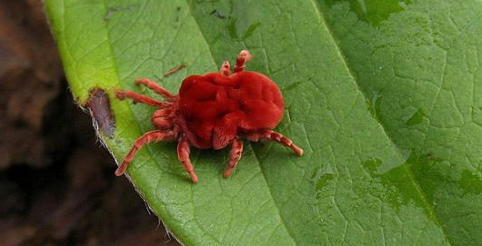 红色1毫米的小蜘蛛