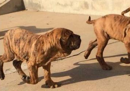 世界级猛犬系列：巴西菲勒犬，猛犬界的 “重型机车”