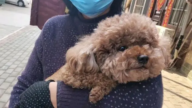 子宫蓄脓狗狗吃什么药