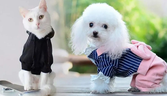 趣逗派| 给你八个买宠物衣服的理由 趣逗派| 给你八个买宠物衣服的理由