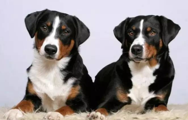 每日一犬---阿彭则牧牛犬（阿彭策尔山犬）
