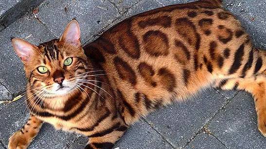 亚洲豹纹猫是保护动物吗 亚洲豹纹猫是保护动物吗
