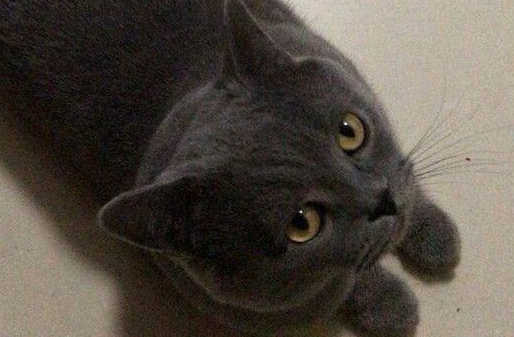 从外面捡了一只蓝猫,养了一个月之后,网友还是决定忍痛扔掉它! 从外面捡了一只蓝猫,养了一个月之后,网友还是决定忍痛扔掉它!
