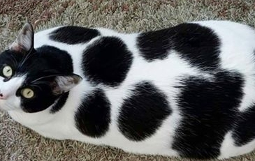 真正大花猫！被好心人领养当宝贝，像只寒气太重被拔了罐的喵星！