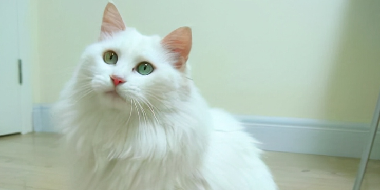 狮子猫可以配什么猫