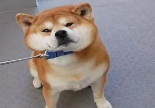 主人拽柴犬回家，柴犬一边抵抗一边疯狂叫着：我要在外面运动！