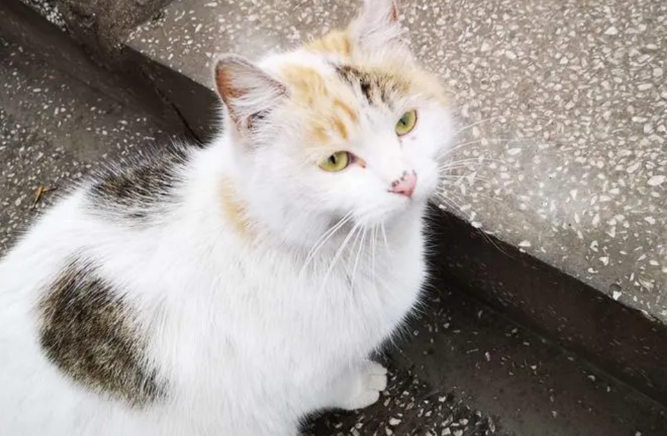 上海文明养宠三年行动启动,发布首辆流浪猫移动绝育手术车 上海文明养宠三年行动启动,发布首辆流浪猫移动绝育手术车