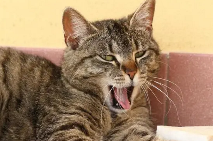 主人一走猫就哀嚎是怎么回事 主人一走猫就哀嚎是怎么回事