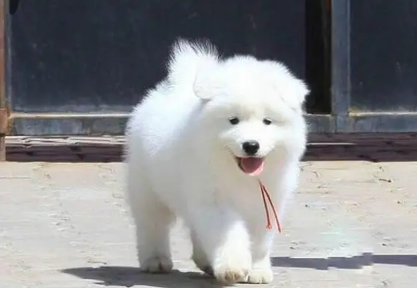 萨摩耶幼犬图片纯种多少钱一只