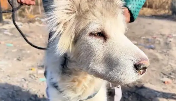 被扔救助站的患病狗狗默默看着主人远去，想要钱的狗主：我养不了