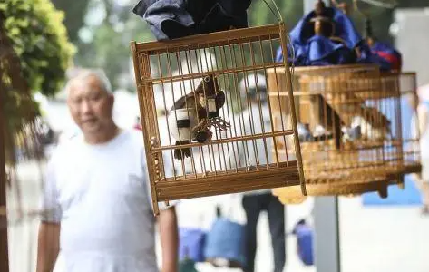 养鸟人注意!此病极易误诊,广东一地现两例 养鸟人注意!此病极易误诊,广东一地现两例