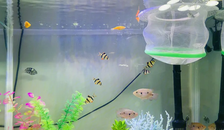 鱼缸过滤系统什么样的最好 鱼缸过滤系统什么样的最好