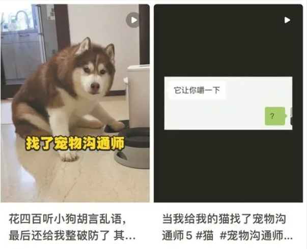 通过照片就能和宠物对话?“宠物沟通师”的读心术有点玄 通过照片就能和宠物对话?“宠物沟通师”的读心术有点玄