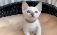 紫色眼睛的猫的图片