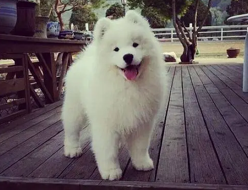 萨摩耶小狗图片 幼犬