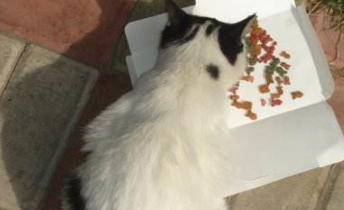 猫咪失而复得,主人看了却不敢认:你是被抓去挖煤了吗? 猫咪失而复得,主人看了却不敢认:你是被抓去挖煤了吗?