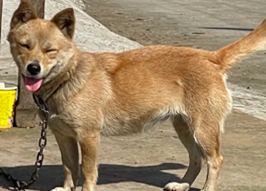 别人不要的狗，爸爸给捡回来当看门犬，虽然有枷锁但过得很幸福！
