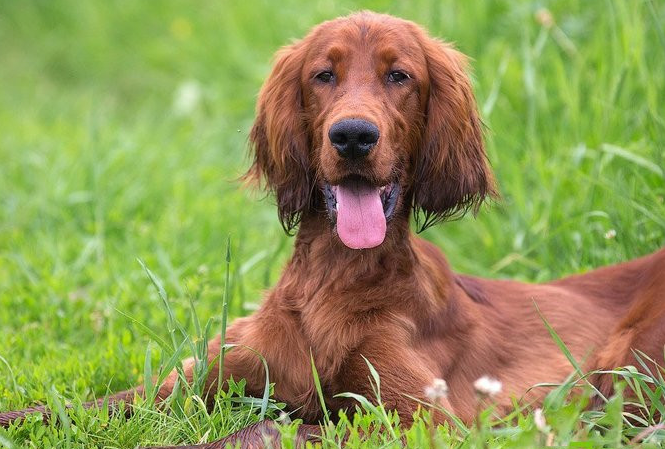 爱尔兰赛特犬介绍及简介
